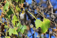 Verdin