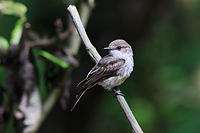 Vermilion Flycatcher
