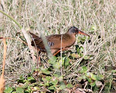 Virginia Rail
