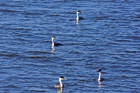 Western Grebe
