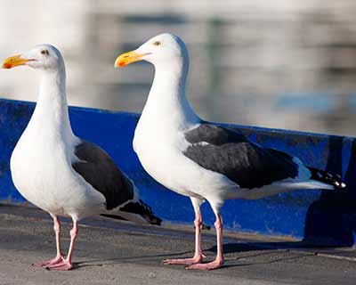 Western Gull