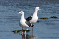 Western Gull