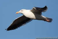 Western Gull