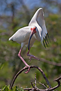 White Ibis