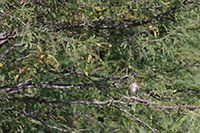 Western Wood-Pewee