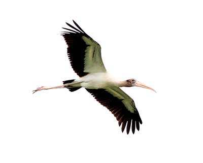Wood Stork