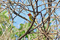Western Tanager