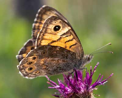Wall Brown