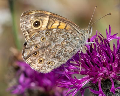 Wall Brown
