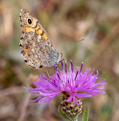 Wall Brown