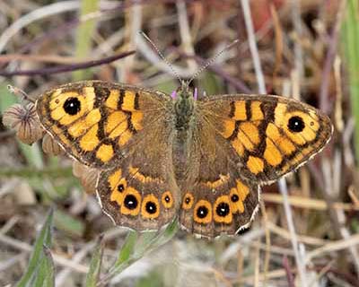 Wall Brown