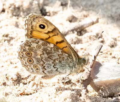 Wall Brown