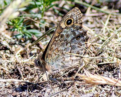 Wall Brown