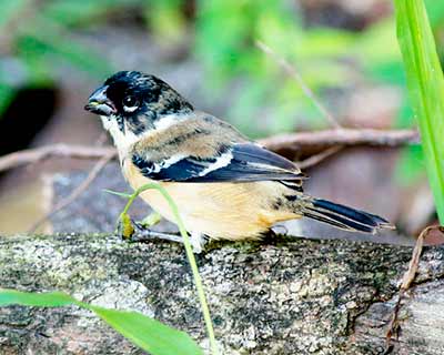 Morelet's Seedeater