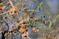 Cinnamon-rumped Seedeater