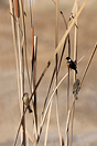 Cinnamon-rumped Seedeater
