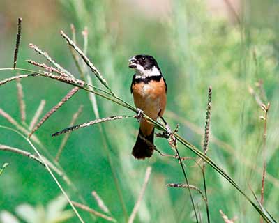 Cinnamon-rumped Seedeater