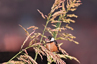 Cinnamon-rumped Seedeater