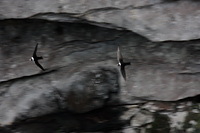 White-collared Swift