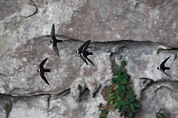 White-collared Swift