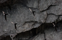 White-collared Swift