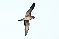 Wedge-tailed Shearwater