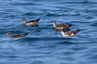 Wedge-tailed Shearwater