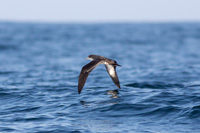 Wedge-tailed Shearwater