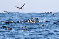 Wedge-tailed Shearwater