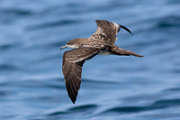 Wedge-tailed Shearwater