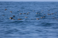 Wedge-tailed Shearwater