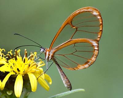 West Mexican Clearwing