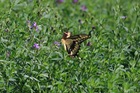 Western Giant Swallowtail