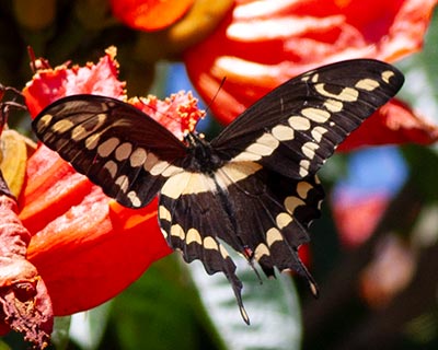 Western Giant Swallowtail