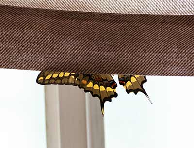 Western Giant Swallowtail