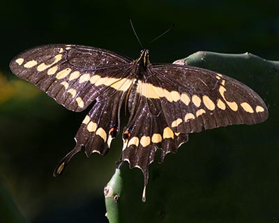 Western Giant Swallowtail