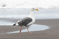 Western Gull