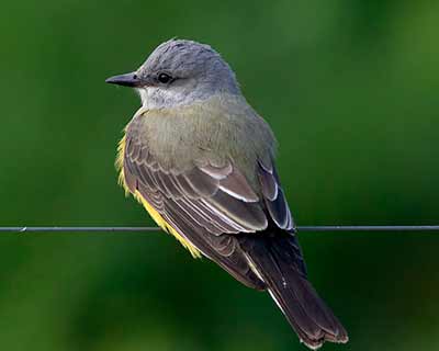 Western Kingbird