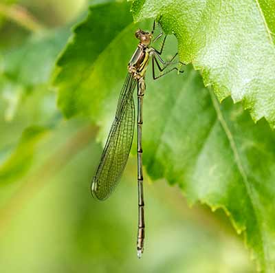 Western Willow Spreadwing