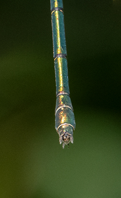 Western Willow Spreadwing