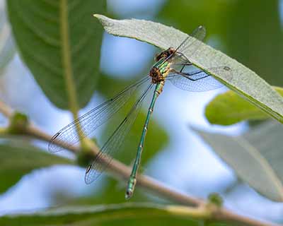 Western Willow Spreadwing
