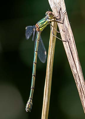 Western Willow Spreadwing