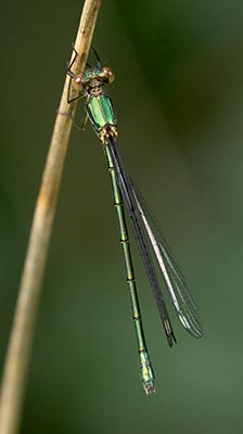 Western Willow Spreadwing