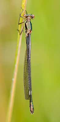 Western Willow Spreadwing