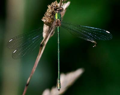 Western Willow Spreadwing