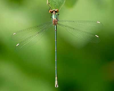 Western Willow Spreadwing
