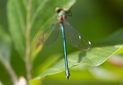 Western Willow Spreadwing