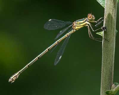 Western Willow Spreadwing