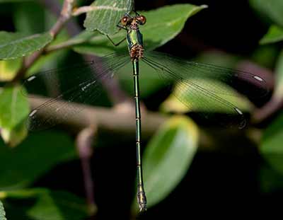 Western Willow Spreadwing