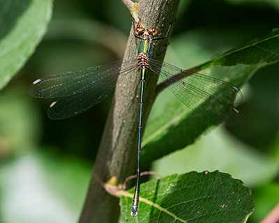 Western Willow Spreadwing